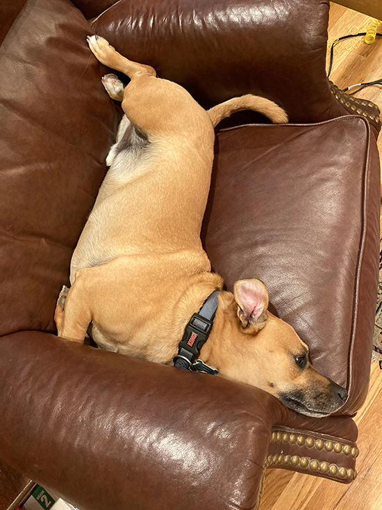 brown dog in what looks like a contorted position on seat of armchair