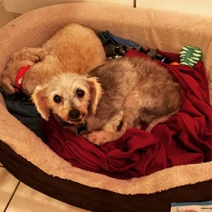 Two small dogs in a dog bed; one is looking at the camera and the other is curled up sleeping